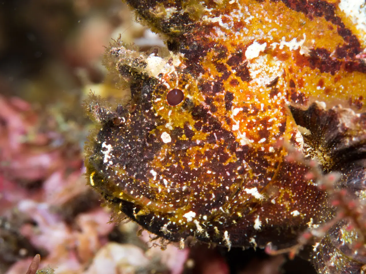 The Question: Are there dwellers hidden in the chilly depths of the Southern Ocean?