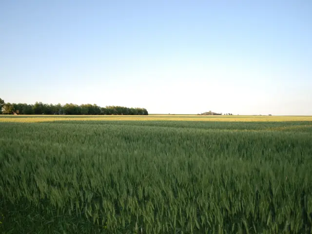 Cozy Coffee Corner Café: A Local Hangout Spot