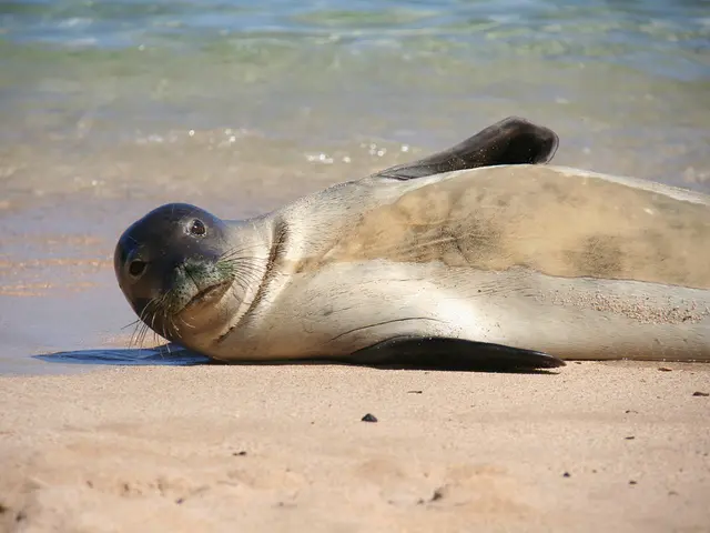 Alert Sounded for Over Three Dozen Popular U.S. Beaches on Independence Day
