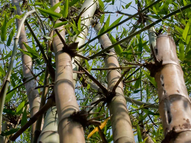 Comprehensive Guide on Nurturing Bamboo Bonsai: Essential Tips and Tricks