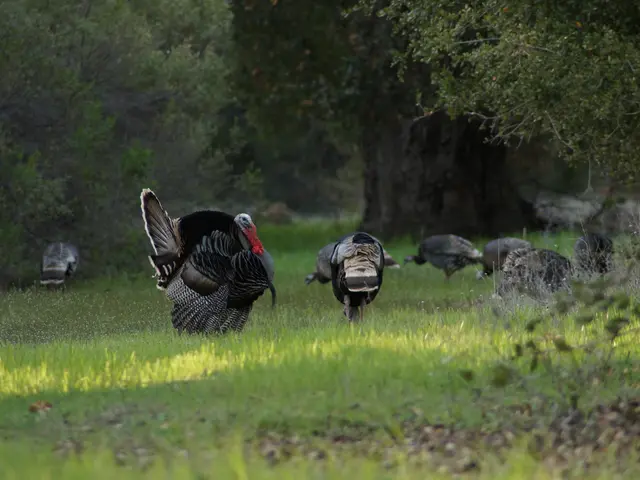 Exploring Forest Trails, Beaches, and Lakes in Türkiye by 2025: Top Camping Spots Revealed