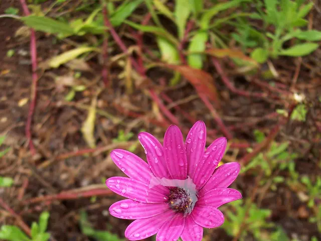 Blooming Autumn Blooms: Bringing Vibrant Hues and Enhancing Your Autumn Yard Landscape
