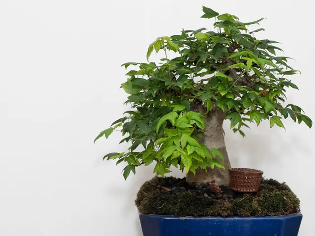 Guidance on Caring for Miniature Bonsai Tools: Maintaining Your Shohin Bonsai Accessories