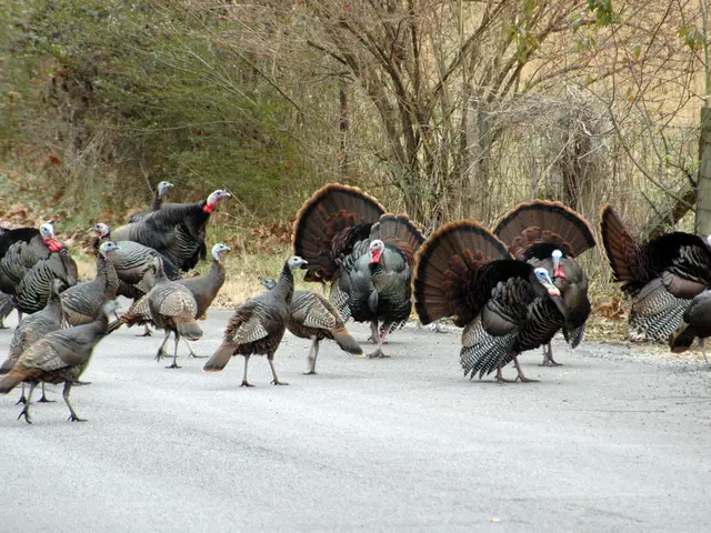 White and black elegance graces Bird Park Ohligs: The Cröllwitzer Puten
