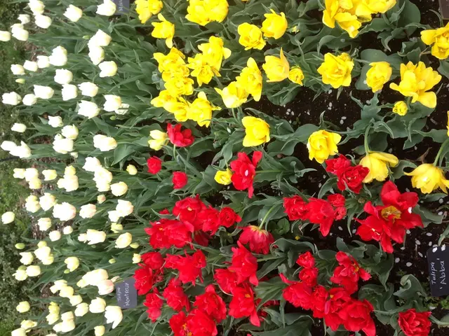 Nine Different Kinds of Orchid Species Unveiled