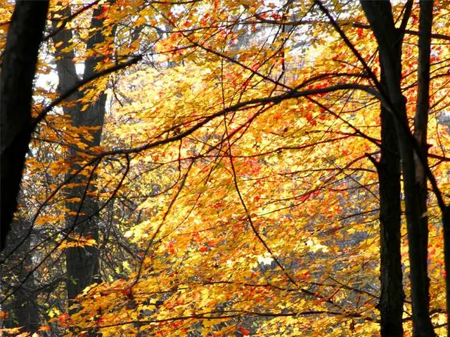 Contemplate planting trees in containers for limited garden space? Check out these 13 tree...