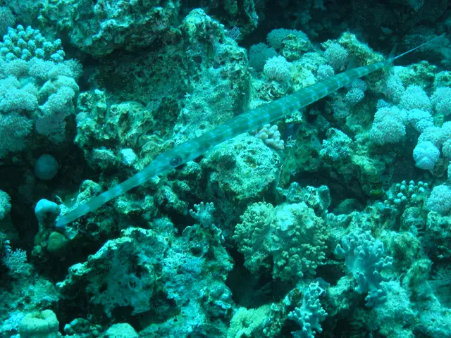 Traveling in Europe - Be Aware of These Potential Hazardous Fauna