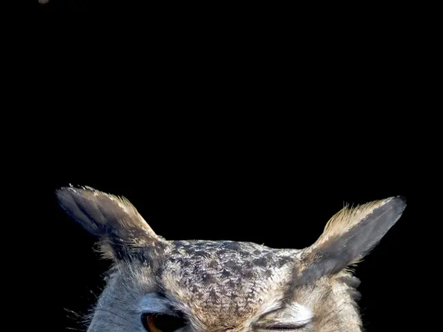 Interpreting the significance behind your nocturnal visions