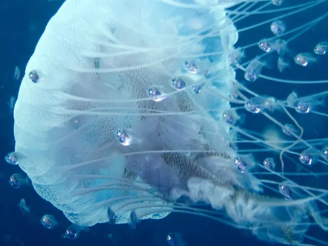 Restriction on Swimming Imposed: Tourists Prohibited from Entering Water in Italy