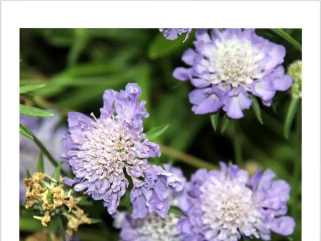 Selecting fashionable Scandinavian infant names