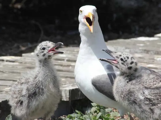 Encouraging Birdwatching as a Mainstay in Ecotourism for the Andaman and Nicobar Islands