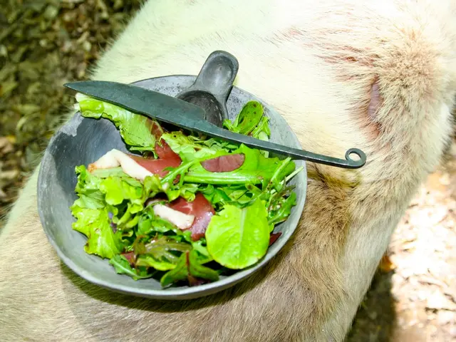 Anatomical Explication of the Rectum: Its Role, Structure, and Purpose