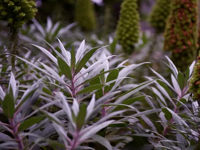 Ten Flora Species Suitable for Terrariums Thriving in Low Light Conditions