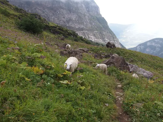 Thriving Rare Goats Find Haven in Secluded Mountain Village of Slovenia