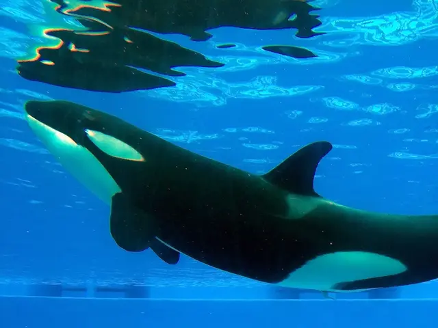 Russian authorities, in June, hoist an orca using a crane from a containment area in Russia's...