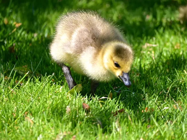 First Instance of Highly Hazardous H5N9 Virus Detected in the United States.