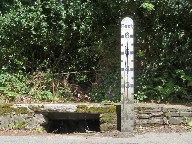 Bonsai Styling: Investigating the Cascade and Windswept Shapes with Juniper Trees