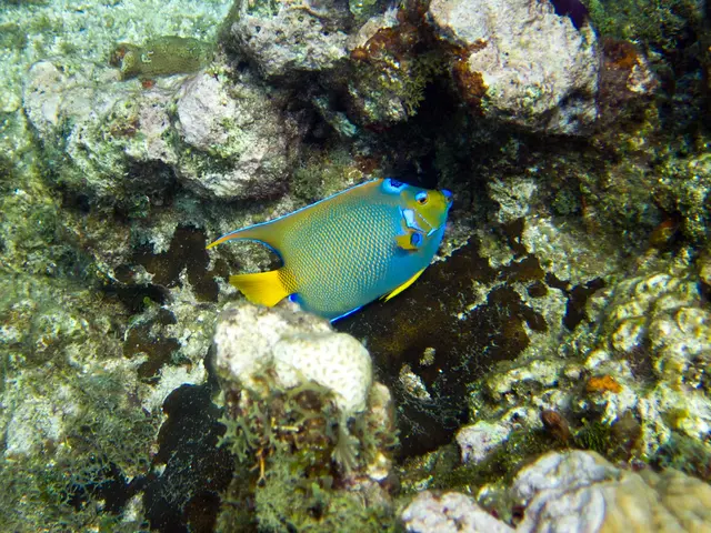 Comprehensive Overview of Outstanding Dive Sites on Grand Turk Island