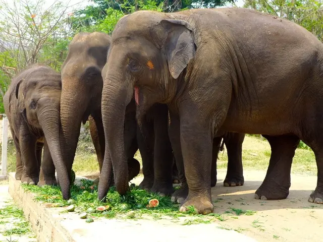 Documenting a Century of Giants: Witness the Iconic Captures of Elephants by National Geographic