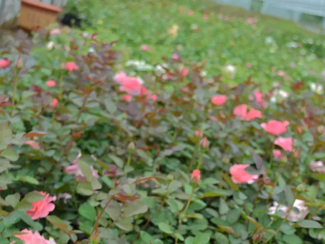 Karlsruhe attraction resumes operations