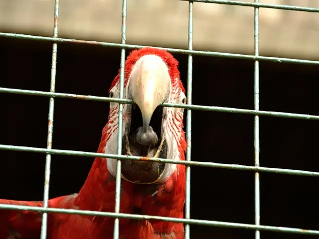 In this image there is a parrot and a metal grill.