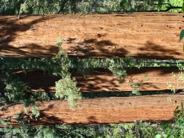 In this picture we can see few plants and wooden planks.